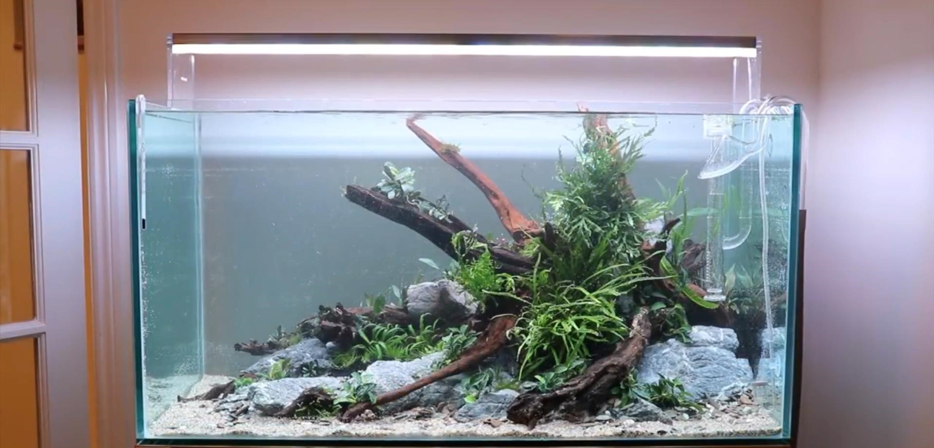 沉木草缸入门造景,50厘米草缸入门造景