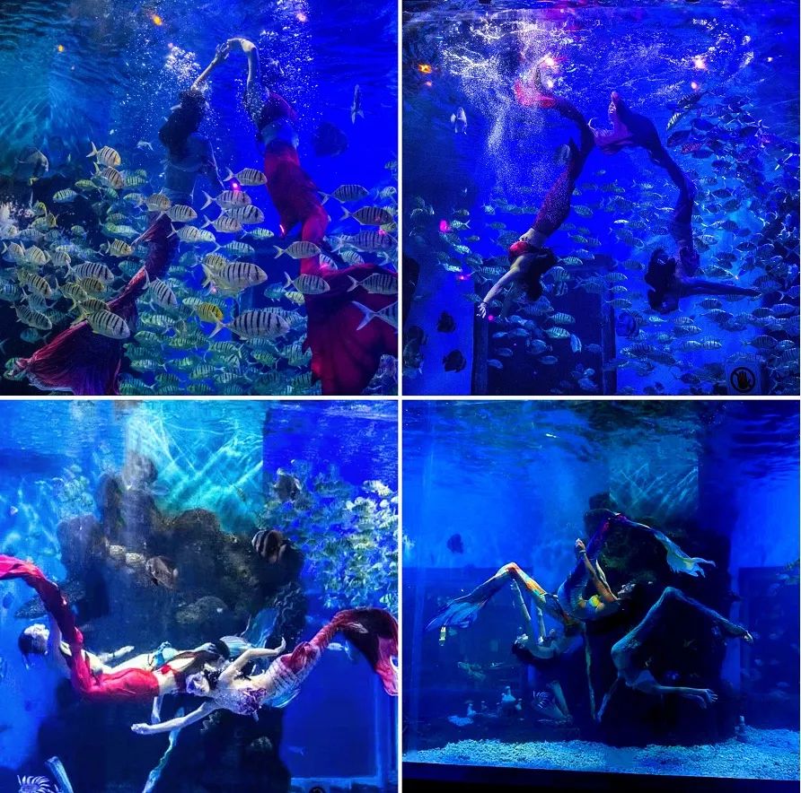 海洋剧场秀、丛林萌宠乐园、风车向阳花，昆明热闹新春，属于它