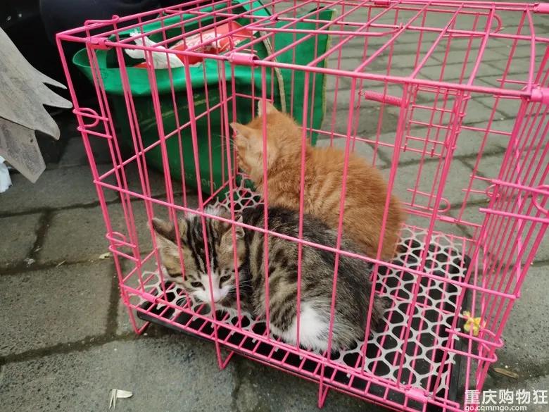渝北区狗儿市场有卖猫的吗,渝北狗儿市场买狗