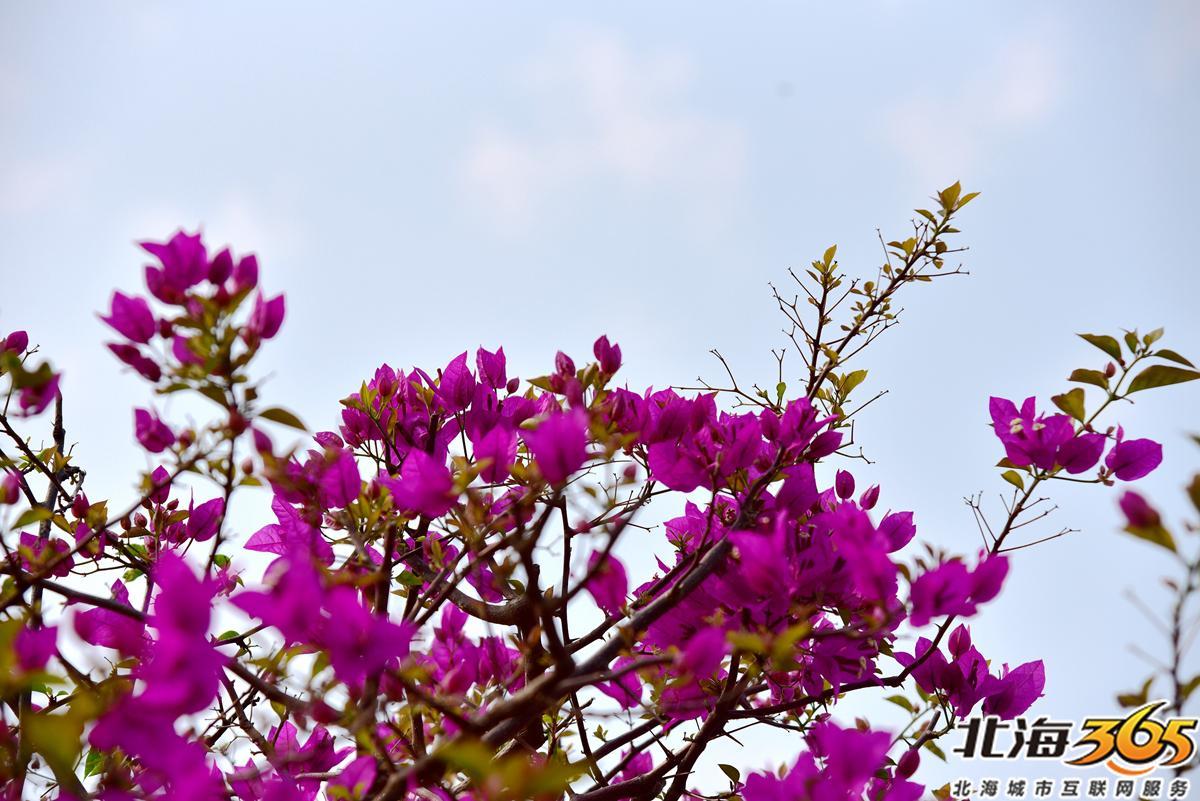 「多图」春天来了!北海街头的三角梅、黄花风铃开得好艳
