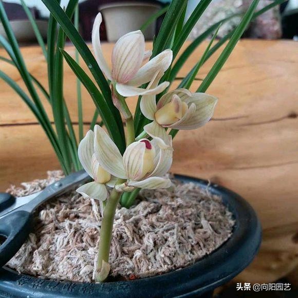 养兰花浇水用什么水好,如何养好兰花用什么肥