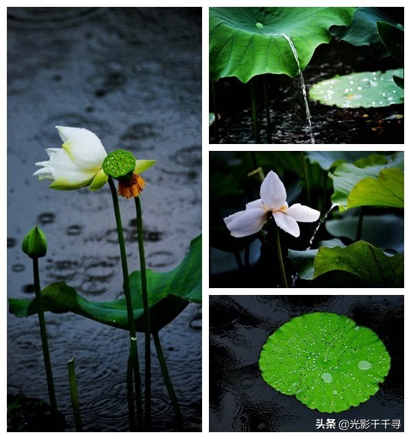 这10个荷花摄影技巧各个好用,摄影爱好者分享荷花拍摄小技巧
