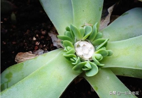 多肉叶片发芽老叶片要剪掉吗,砍头的多肉爆崽后为什么长不大
