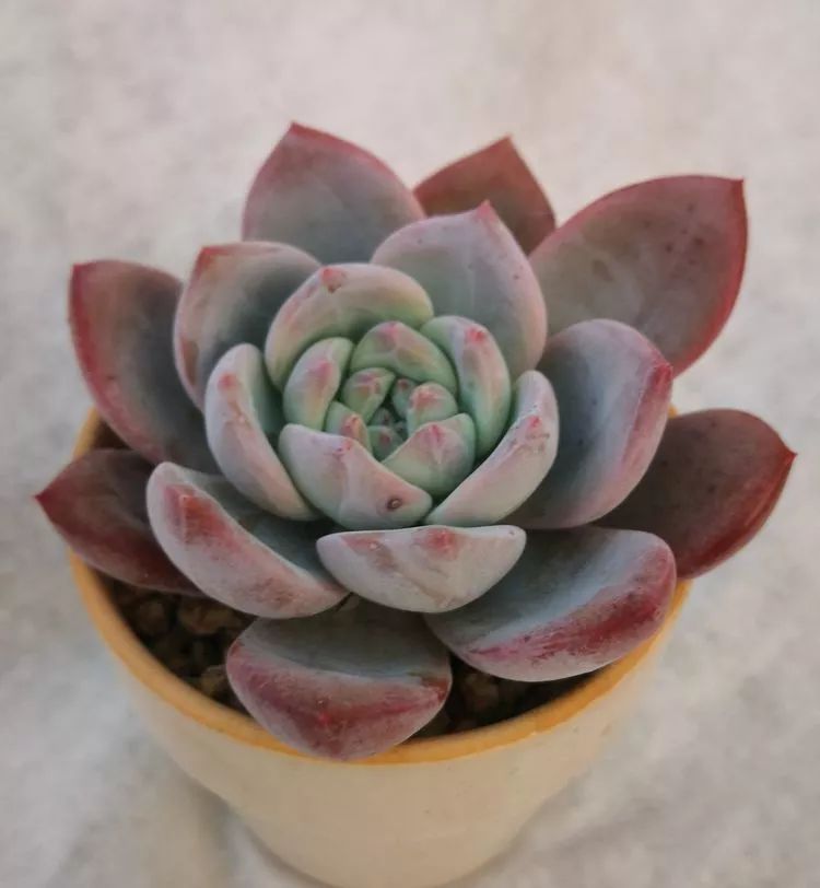 一花一世界多肉园艺,一花一世界一叶一菩提多肉植物