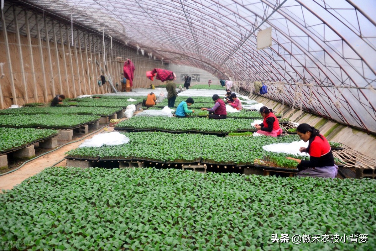 黄瓜嫁接育苗技术规范,黄瓜顶端嫁接快速技巧