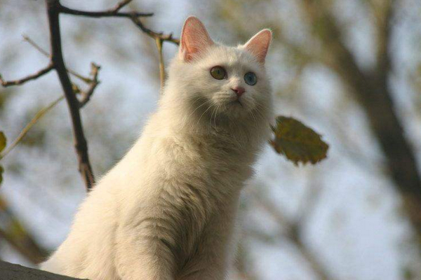 猫的品种都有哪些中华田园猫,中华田园猫品种哪种最受欢迎