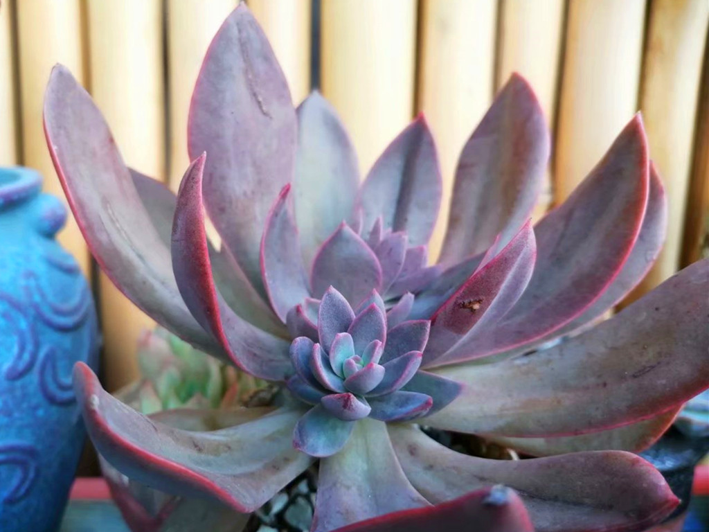 多肉长白霉菌斑怎么处理,白凤多肉叶片有斑是怎么回事