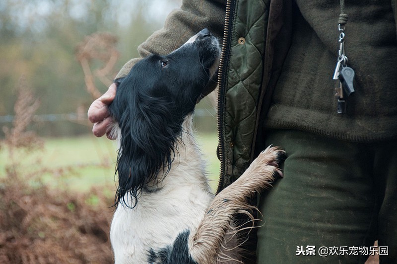 狗狗半夜乱叫怎么让它闭嘴,狗狗半夜嚎叫怎么纠正