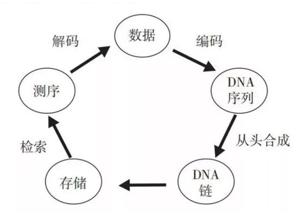 1公斤DNA就能存储全球数据！未来人体就是行走的超级“硬盘”