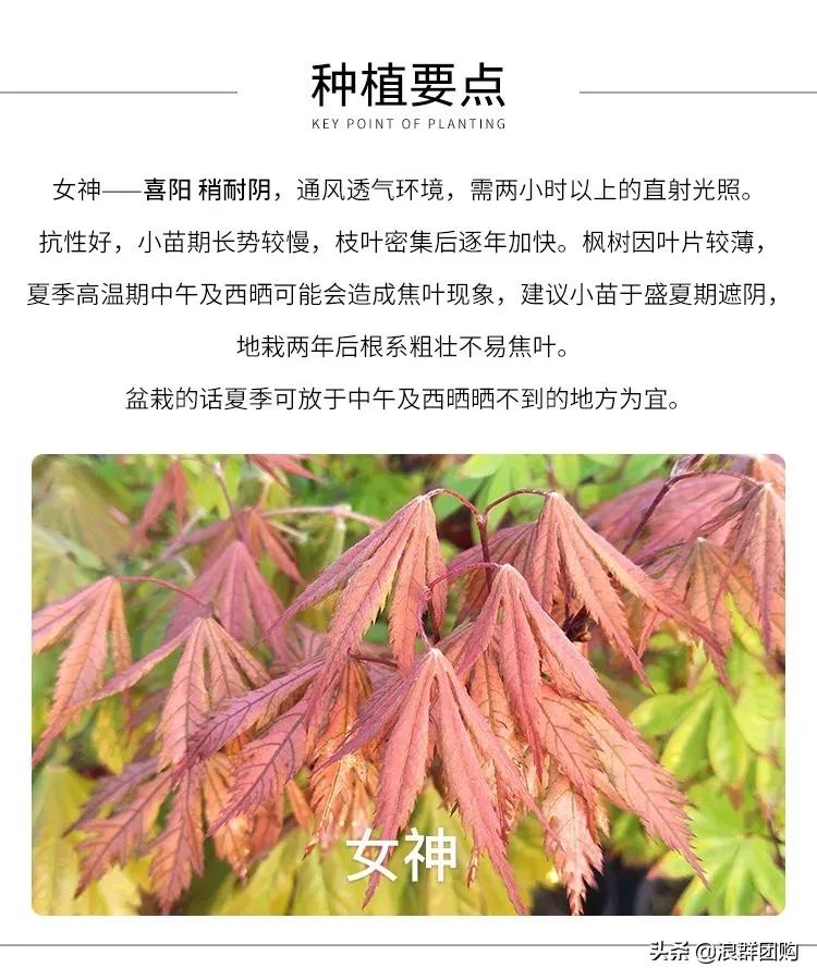 中式庭院藤类植物,枫树和紫藤