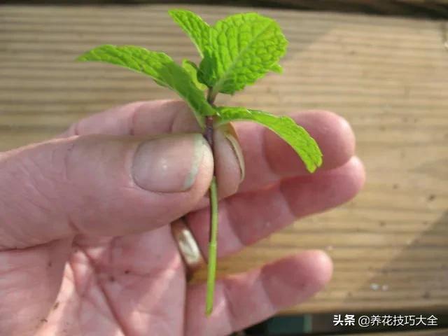 薄荷水培扦插什么时间最好,水培薄荷枝条疯长要不要剪了