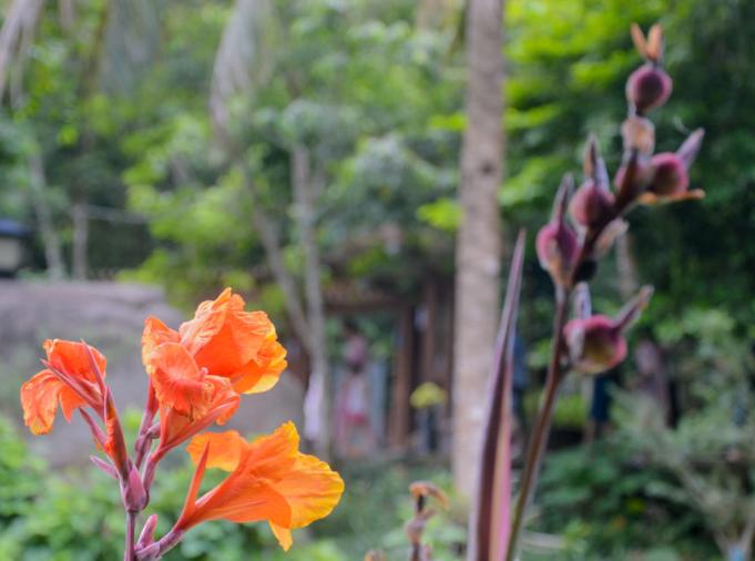 喜马拉雅山4800米高海拔珍贵植物,喜马拉雅5000米上的珍稀植物