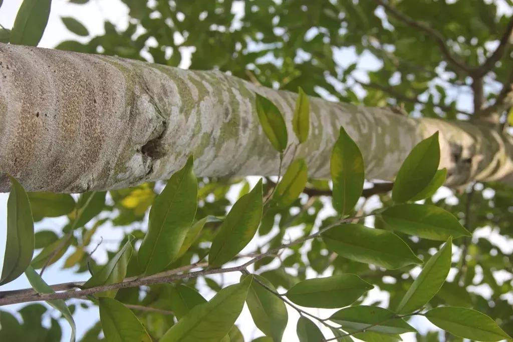 沉香好样的,沉香好看么