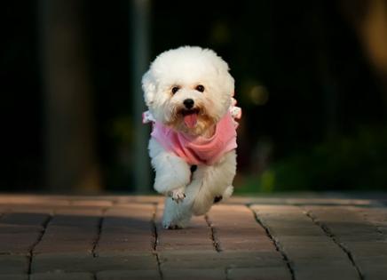 有必要给狗狗刷牙吗,如何给狗狗刷牙只需做好这4步