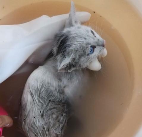 救助流浪猫被粘鼠胶,流浪猫被好心人收养后变成粘人