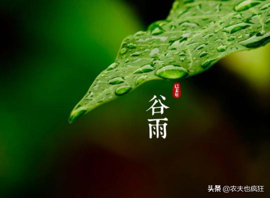 气象中的谷雨是什么意思,谷雨天气好代表什么意思