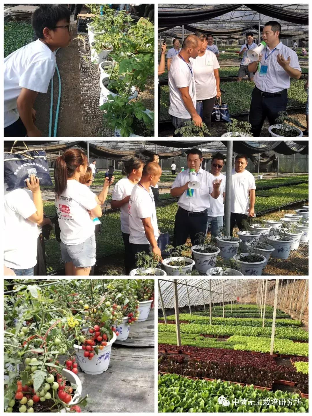 寿光无土栽培蔬菜技术培训书,寿光蔬菜无土栽培培训班