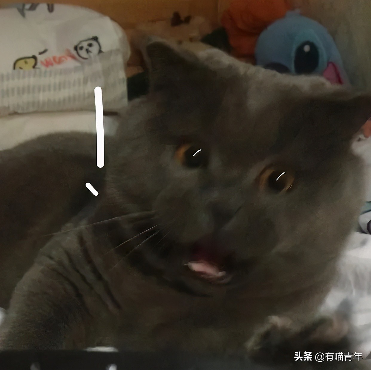 橘猫为什么是魔鬼,橘猫的恐怖之处