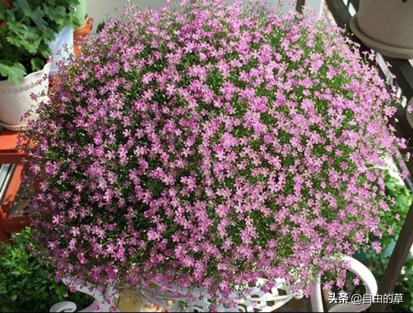 满天星播种，种子长毛了怎么办？种子长毛了可补救吗？