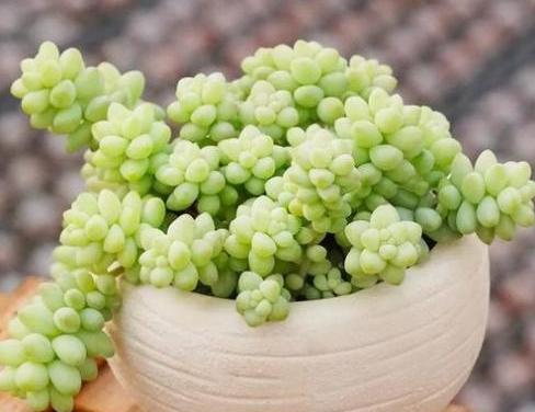 养多肉的禁忌,养多肉的危险