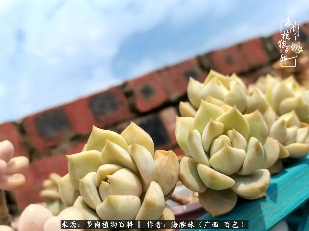 七月的雨,八月的风,多肉植物,我还是喜欢你