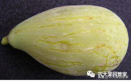 种植新品种果树苗一手货源,各种新品种果树苗木一手货源