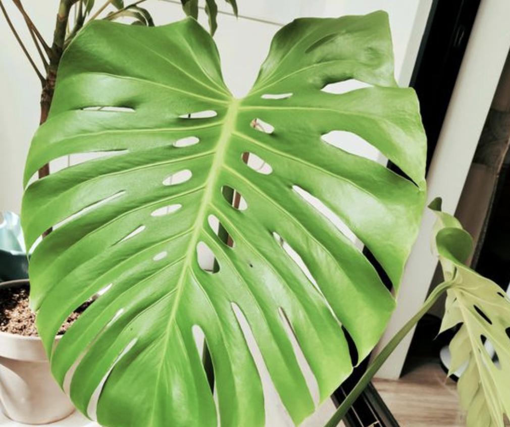 哪种植物吸甲醛和灰尘,什么绿植能吸甲醛灰尘