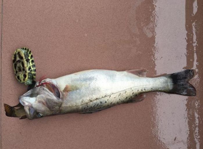 生吞巴西龟罗非鱼,大嘴鲈鱼或成生态救星,网友:大量引进