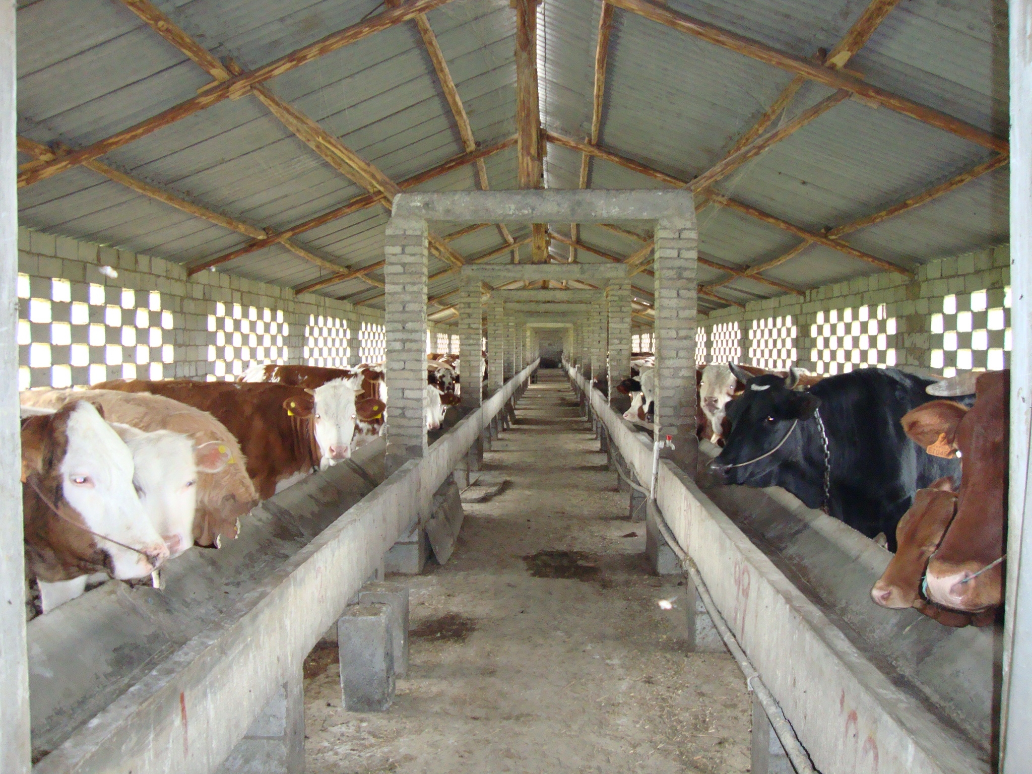 尿素真的可以喂猪吗,尿素喂的牛羊对人有什么危害