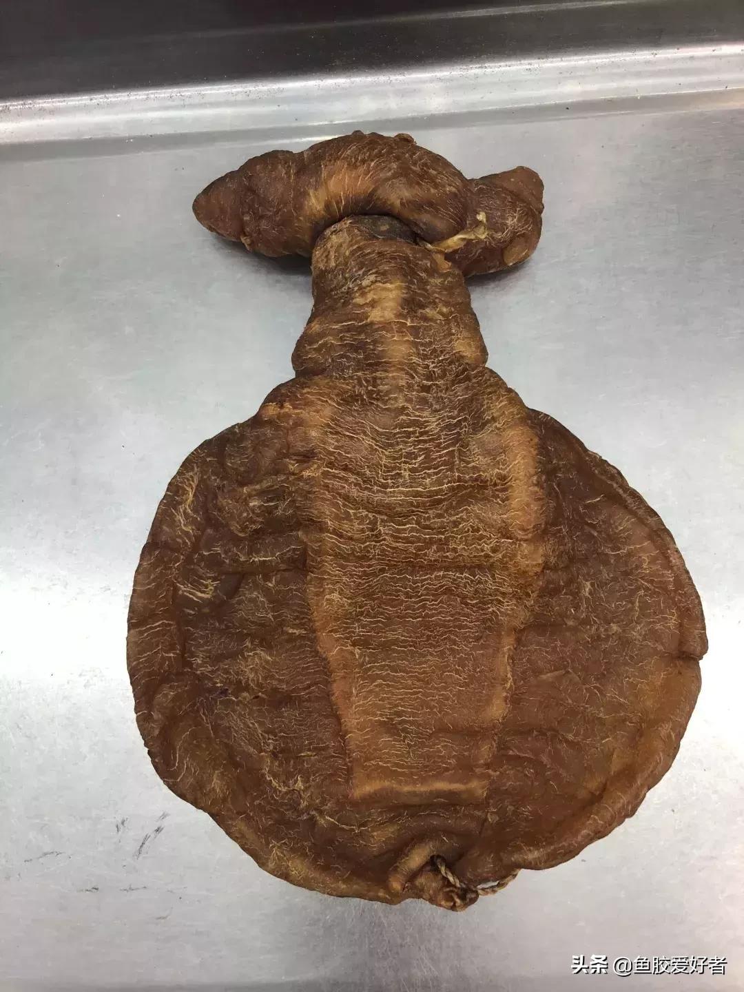 五大顶级鱼胶赤嘴鳘鱼胶,五大赤嘴鱼胶