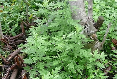 艾草是中草药中的仙草,艾草仙草