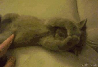 养猫也能治疗癌症?是真的