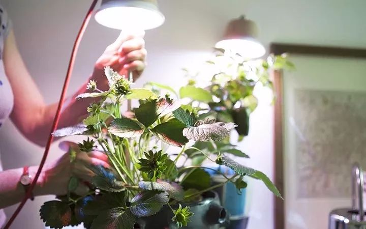 阳台上栽种盆栽草莓怎样授粉,盆栽草莓种植能放到太阳底下晒吗