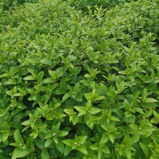 北苍术防止根腐病用啥药,苍术根腐病对苍术的危害