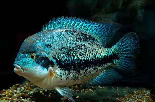 如何挑选观赏鱼种类,观赏鱼怎么挑选最好