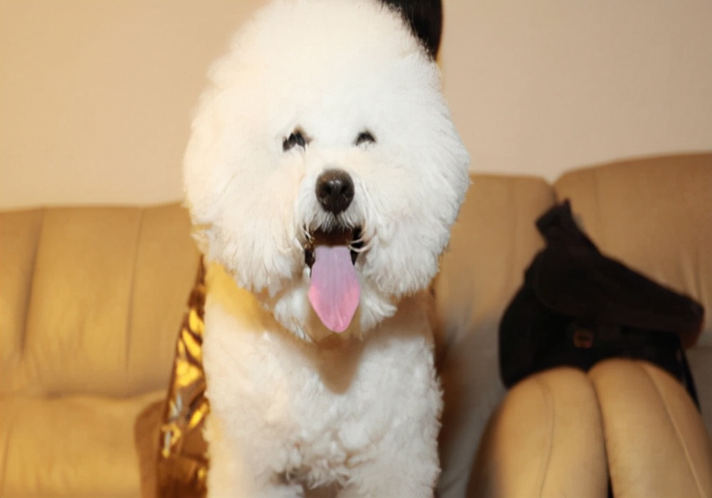 为什么狗狗吐完就食欲大增,狗狗呕吐后怎么进食