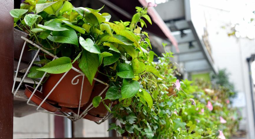 绿萝生长稀疏不密怎么办,绿萝怎么养才能更旺盛小知识