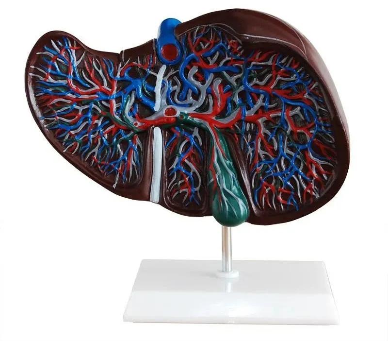 乙肝患者肝血管瘤会癌变吗,有乙肝肝内有血管瘤会癌变吗