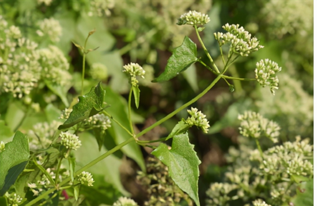 房顶长出杂草怎样消灭,墙里长出的草怎么清除
