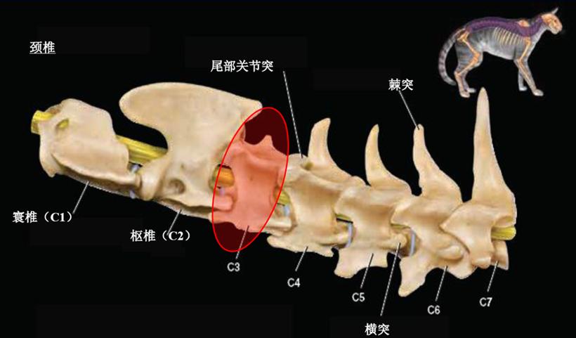 每天给猫吃会惯坏吗,每天给猫咪吃很多猫草会怎么样