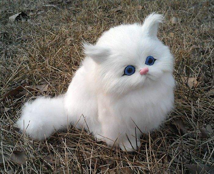 世界上最受欢迎的10种猫咪,最受欢迎的猫咪前5名