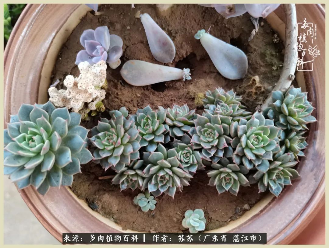 不要辜负与多肉的美好时光,多肉可以给人岁月静好的感觉