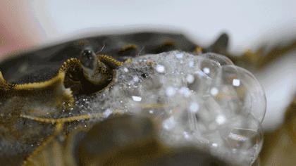 螃蟹怎样保存24小时不要放冰箱,螃蟹怎样保存才能放时间长点