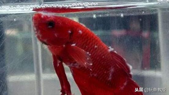 观赏鱼长毛发霉连续用药吗,观赏鱼长白毛怎么办