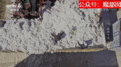 *辱侮**中国！HM、优衣库、ZARA、耐克、阿迪达斯等引公愤