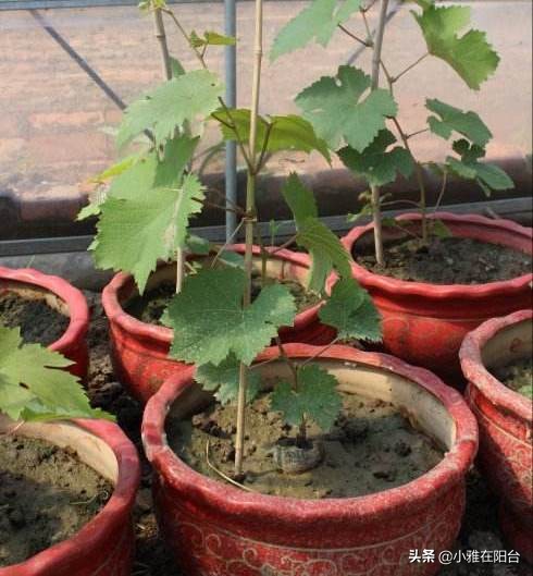 种一棵葡萄有多少果子,种一棵葡萄需要多少土