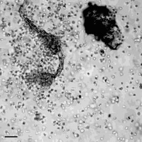 冷知识10个颠覆你认知的日本文 (古代100个绝对颠覆你认知的冷知识)