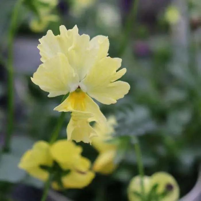 角堇和皱边角堇哪个花大,皱边角堇和穗边角堇的区别