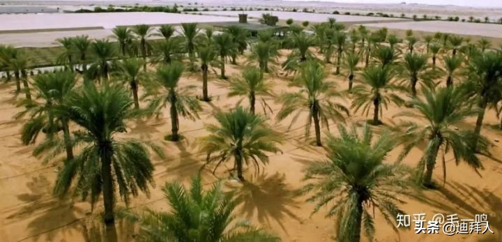 迪拜种一棵树,迪拜养一棵树成本