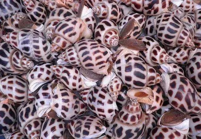 汕尾人吃海鲜,原来海边人是这样吃海螺的